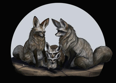 Bat-eared fox Bat-eared fox