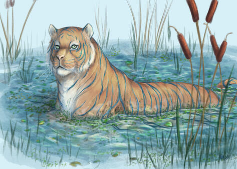 Tigre d&#39;eau